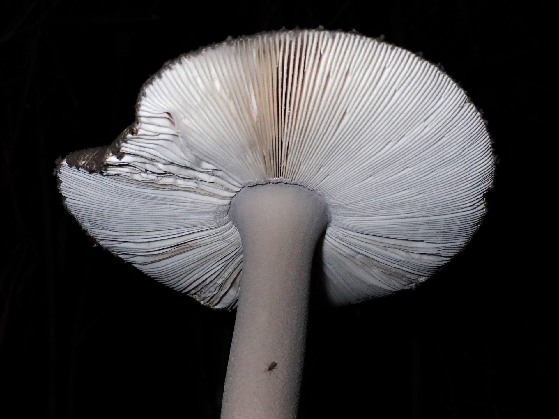 ハイカグラテングタケ の高画質写真です。横浜市で、2025年9月27日に撮影したものです。