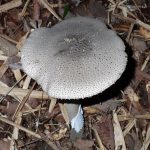 ハイカグラテングタケ の高画質写真です。横浜市で、2025年9月27日に撮影したものです。