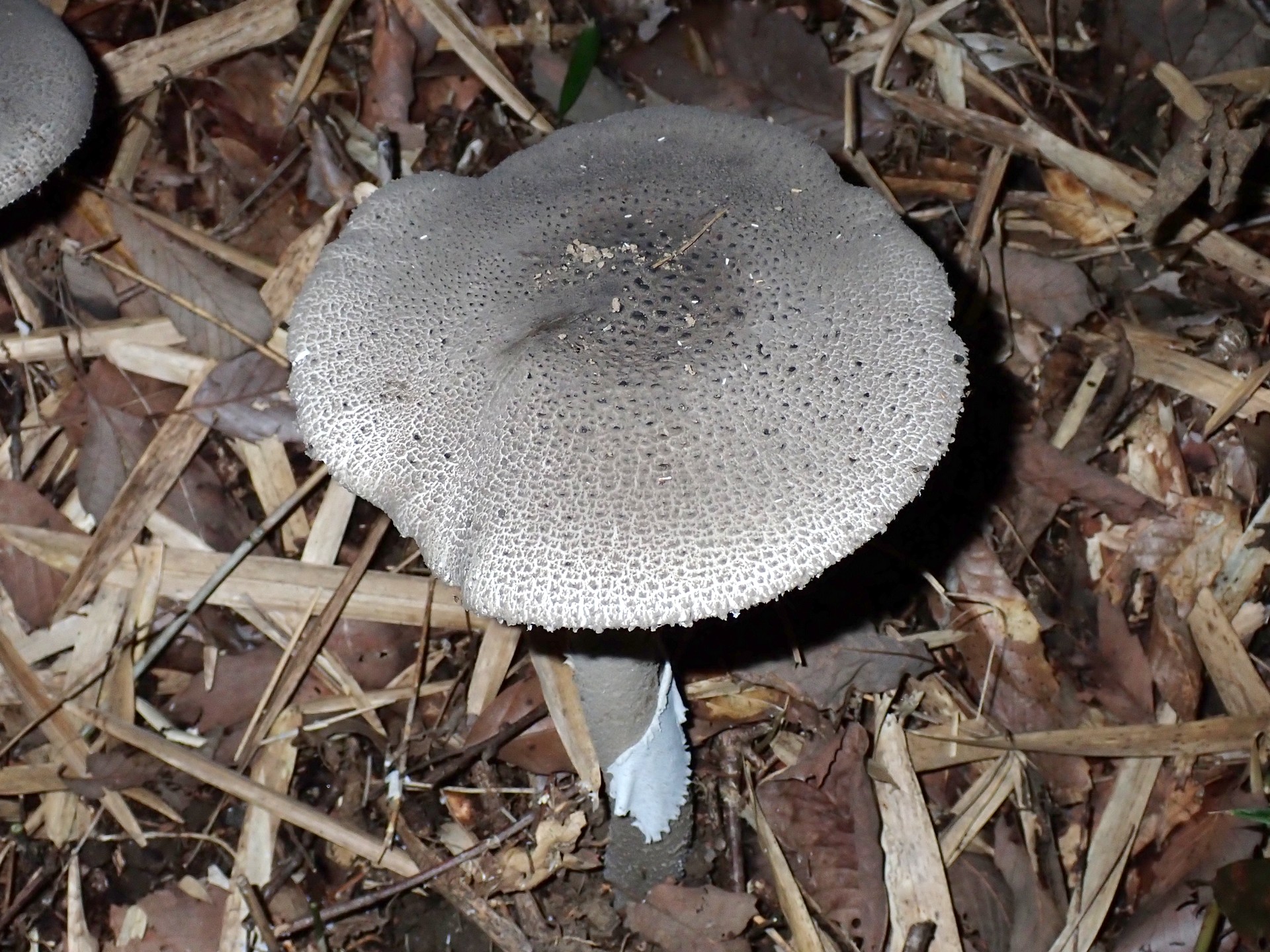 ハイカグラテングタケ の高画質写真です。横浜市で、2025年9月27日に撮影したものです。