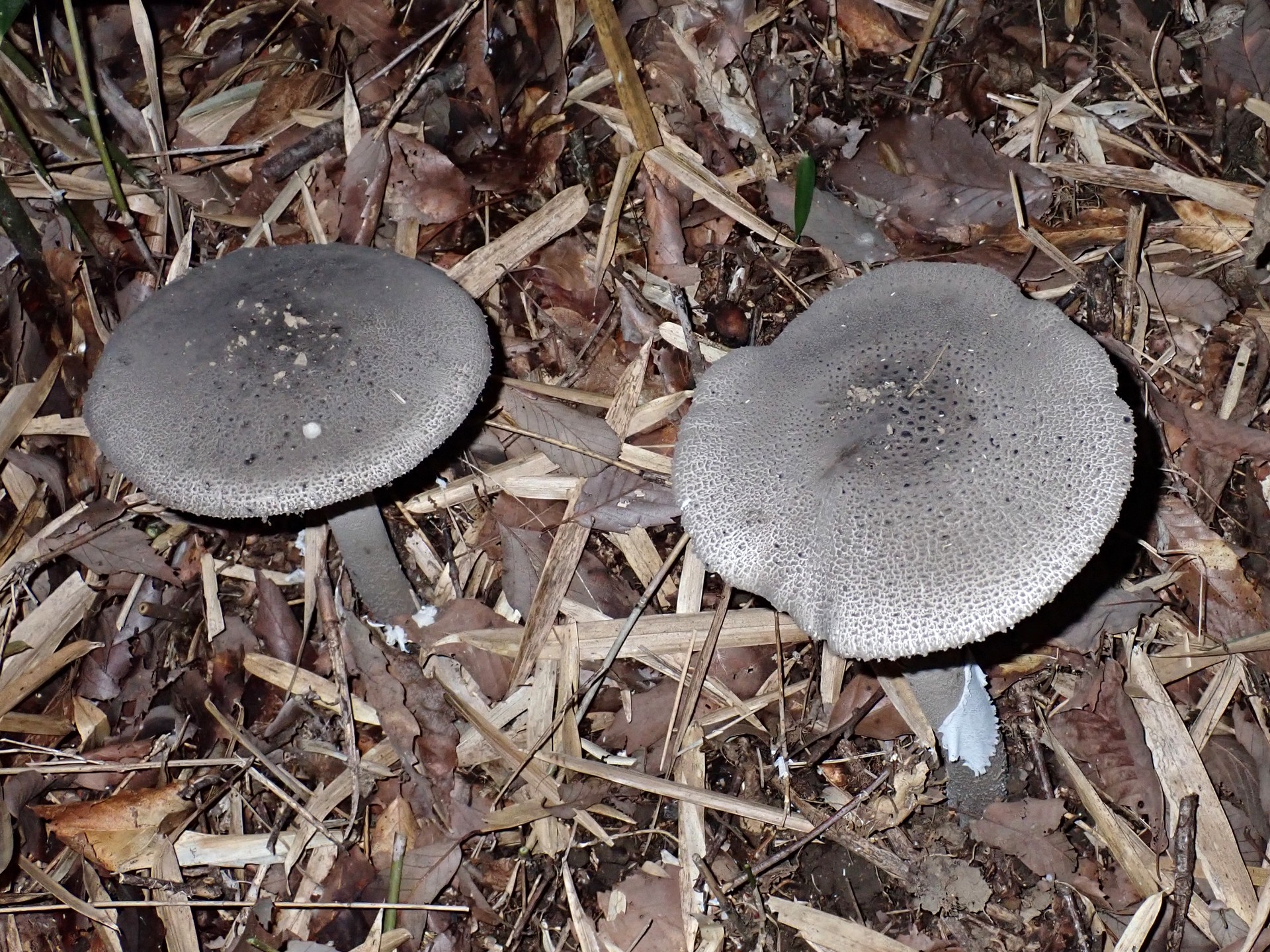 ハイカグラテングタケ の高画質写真です。横浜市で、2025年9月27日に撮影したものです。