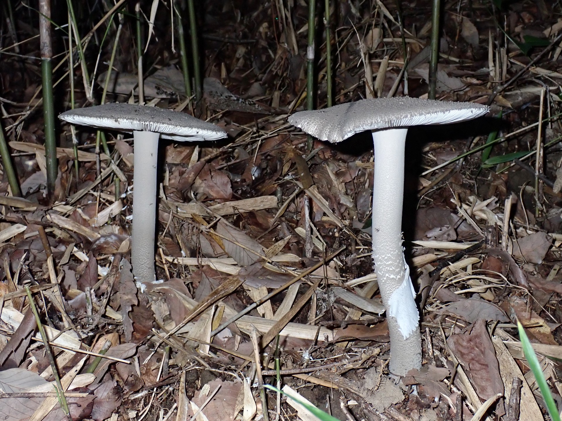 ハイカグラテングタケ の高画質写真です。横浜市で、2025年9月27日に撮影したものです。