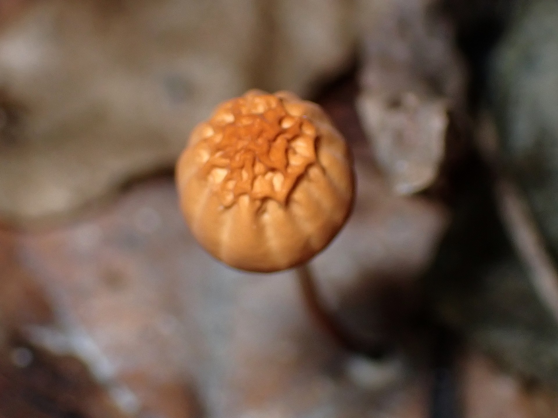 ハナオチバタケ の高画質写真です。横浜市で、2025年9月20日に撮影したものです。