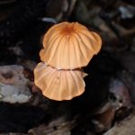 ハナオチバタケ の高画質写真です。横浜市で、2025年9月20日に撮影したものです。