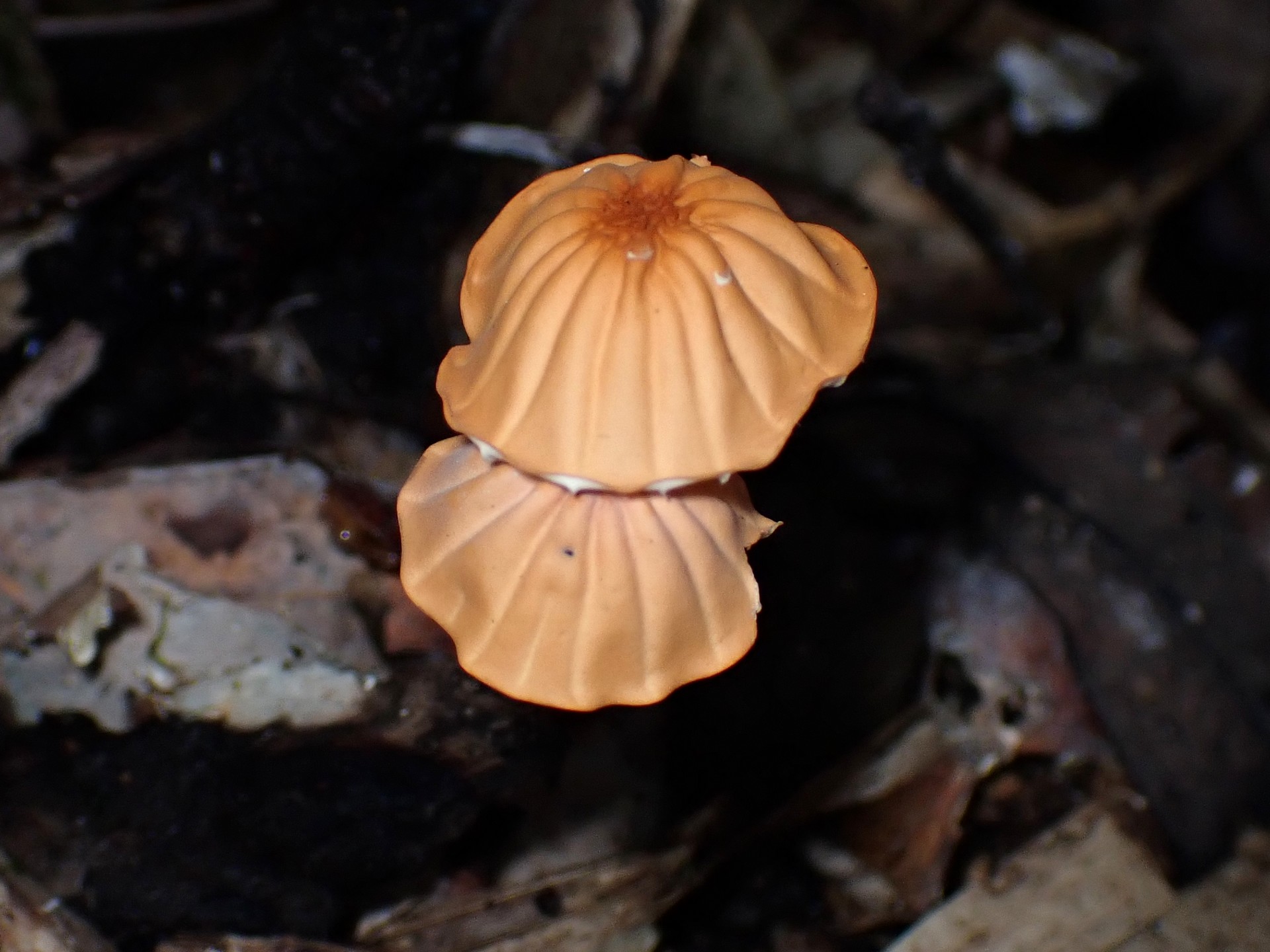 ハナオチバタケ の高画質写真です。横浜市で、2025年9月20日に撮影したものです。