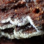 ハリタケの仲間 の高画質写真です。横浜市で、2025年9月6日に撮影したものです。