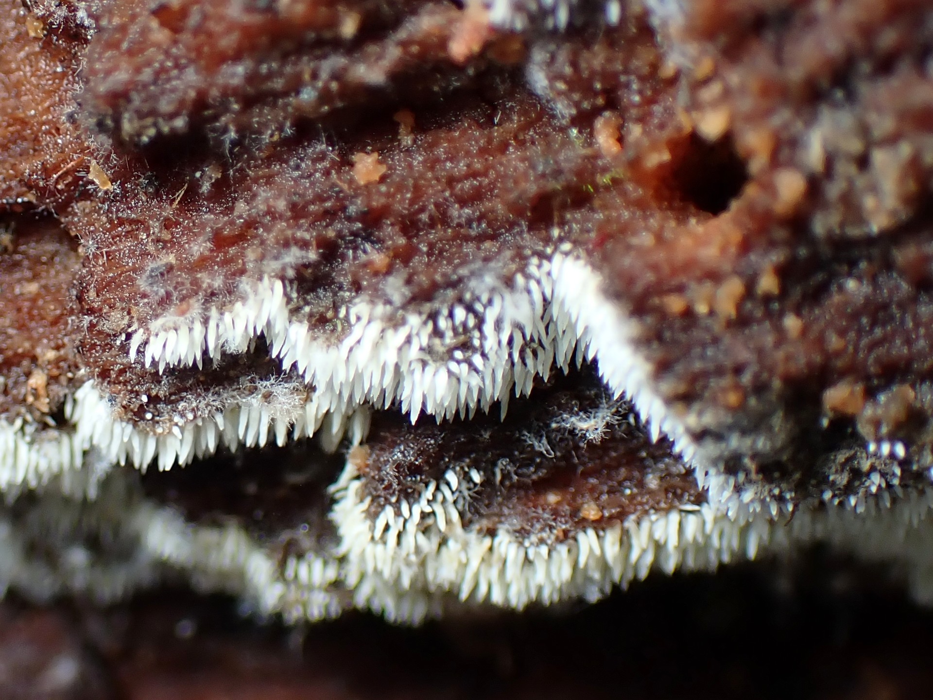 ハリタケの仲間 の高画質写真です。横浜市で、2025年9月6日に撮影したものです。