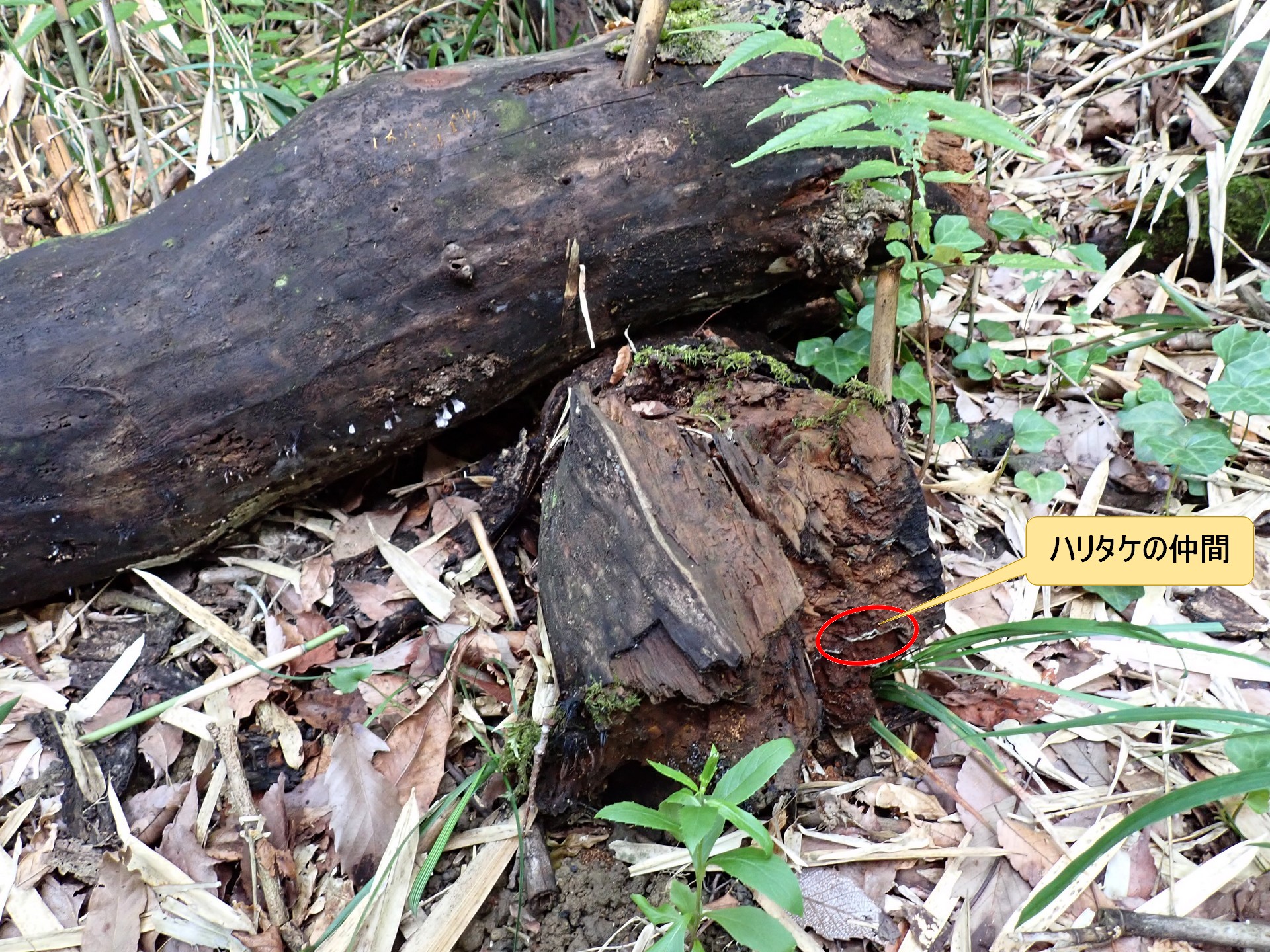 ハリタケの仲間 の高画質写真です。横浜市で、2025年9月6日に撮影したものです。