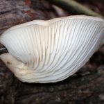 ヒラタケ の高画質写真です。横浜市で、2025年9月21日に撮影したものです。