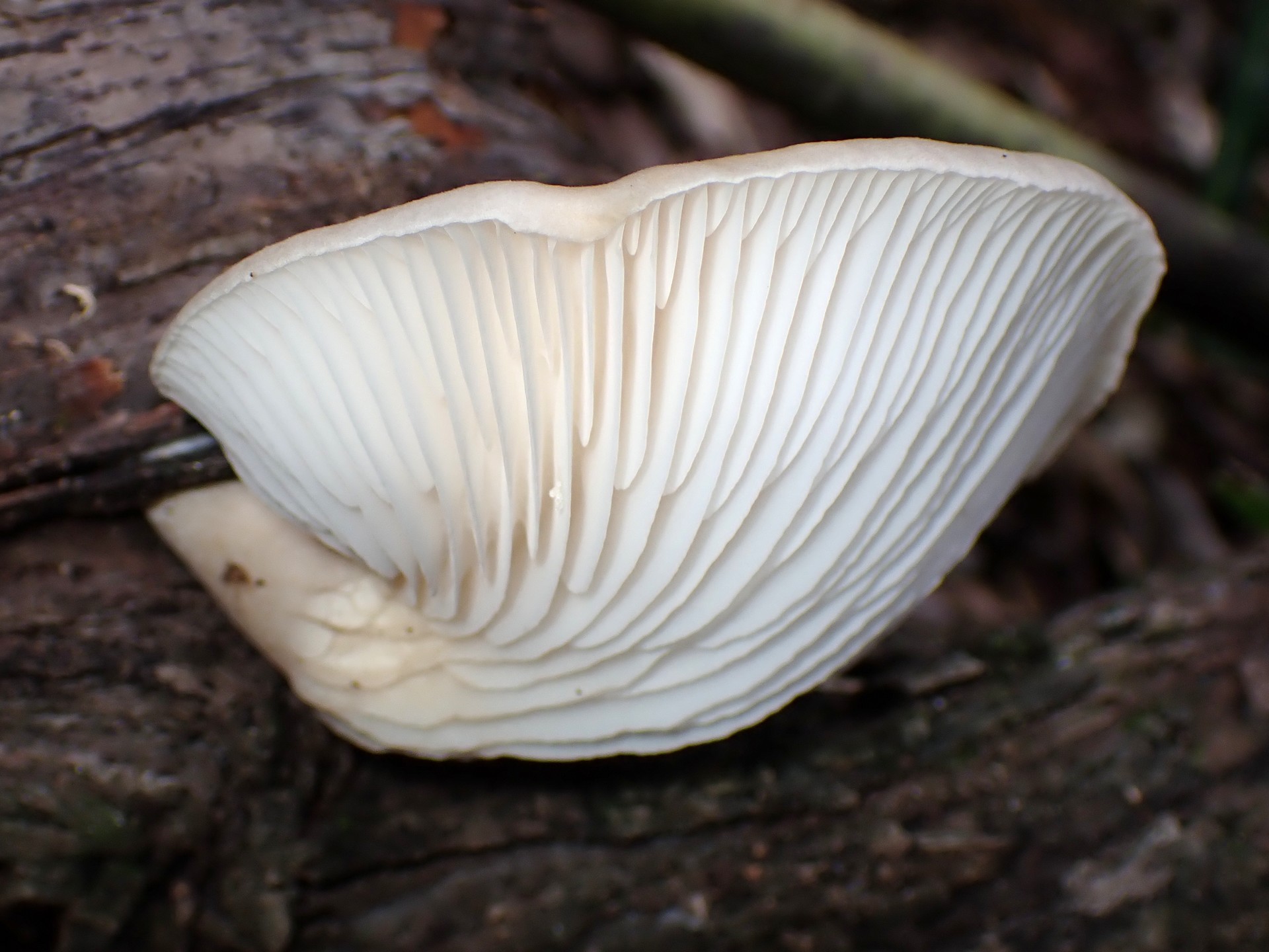 ヒラタケ の高画質写真です。横浜市で、2025年9月21日に撮影したものです。