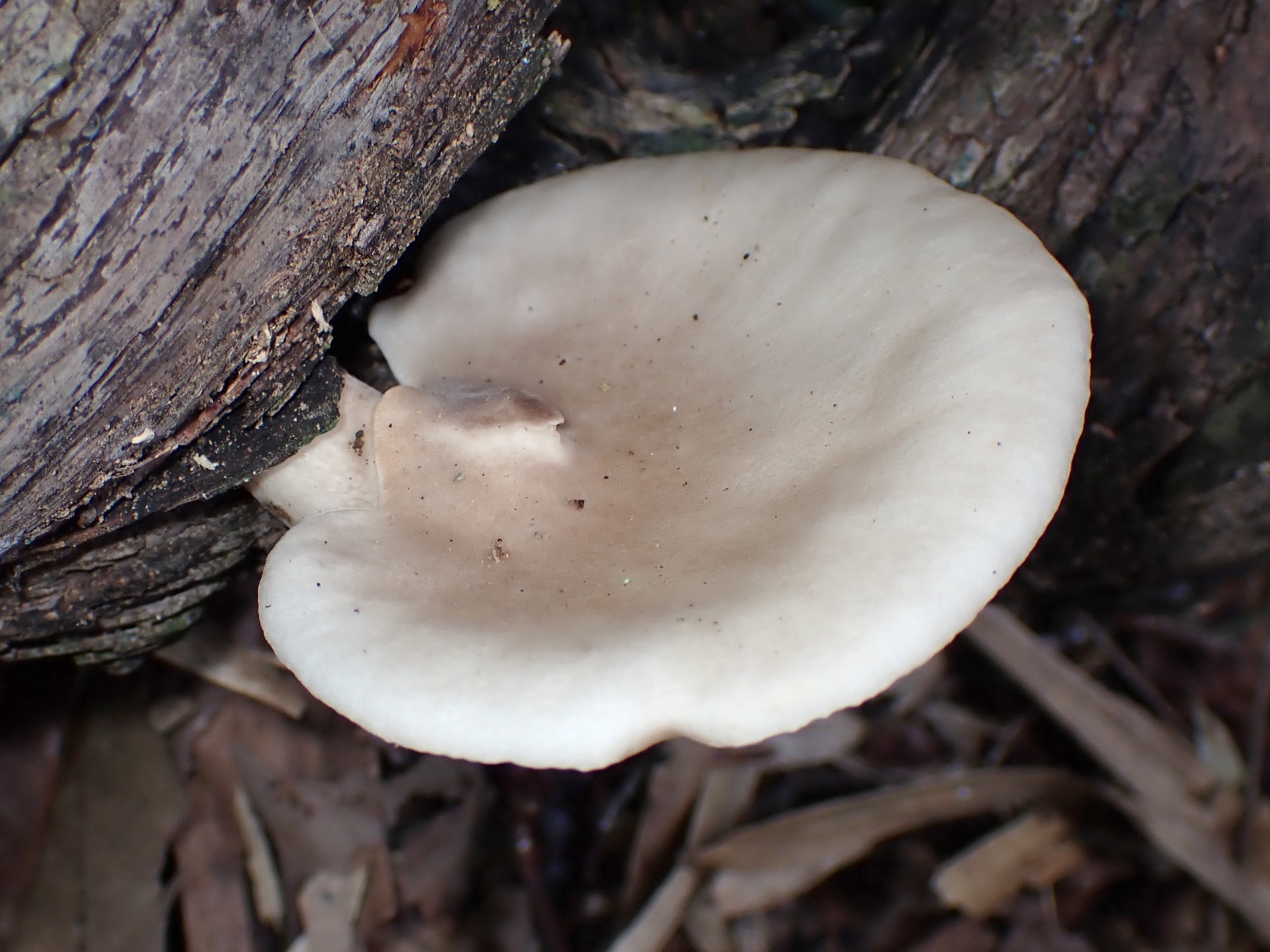 ヒラタケ の高画質写真です。横浜市で、2025年9月21日に撮影したものです。