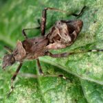 ホソヘリカメムシ の高画質写真です。横浜市で、2025年9月7日に撮影したものです。