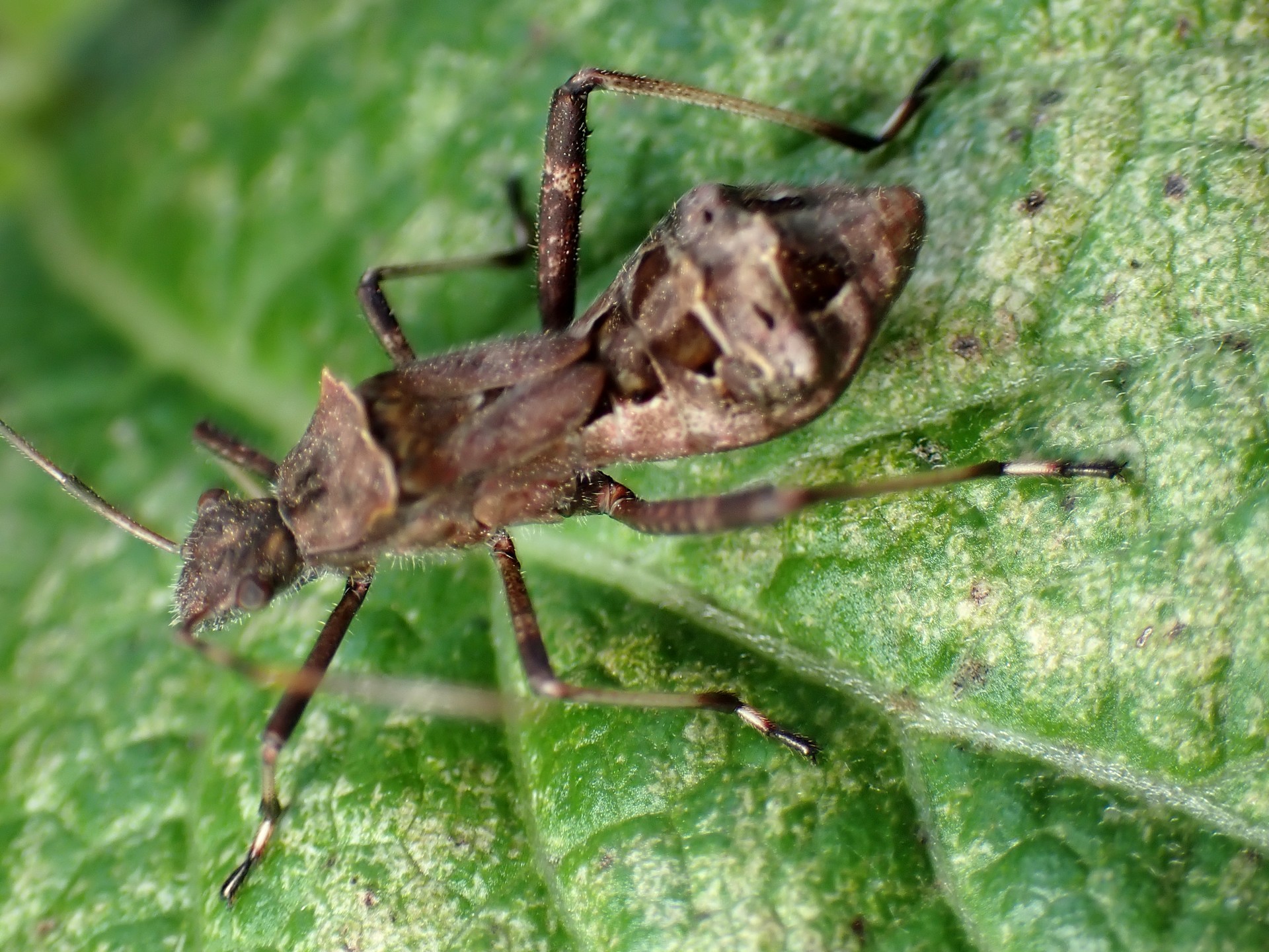 ホソヘリカメムシ の高画質写真です。横浜市で、2025年9月7日に撮影したものです。