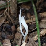 ホウキタケの仲間 の高画質写真です。横浜市で、2025年9月20日に撮影したものです。