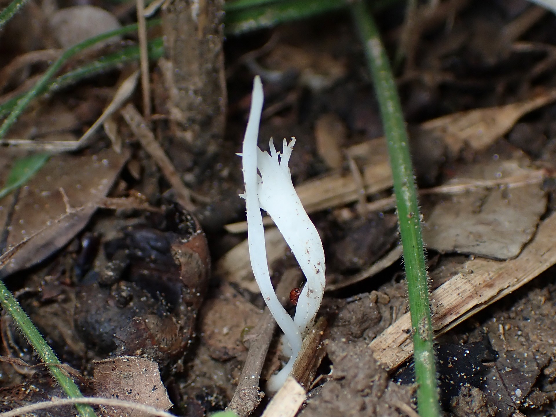 ホウキタケの仲間 の高画質写真です。横浜市で、2025年9月20日に撮影したものです。