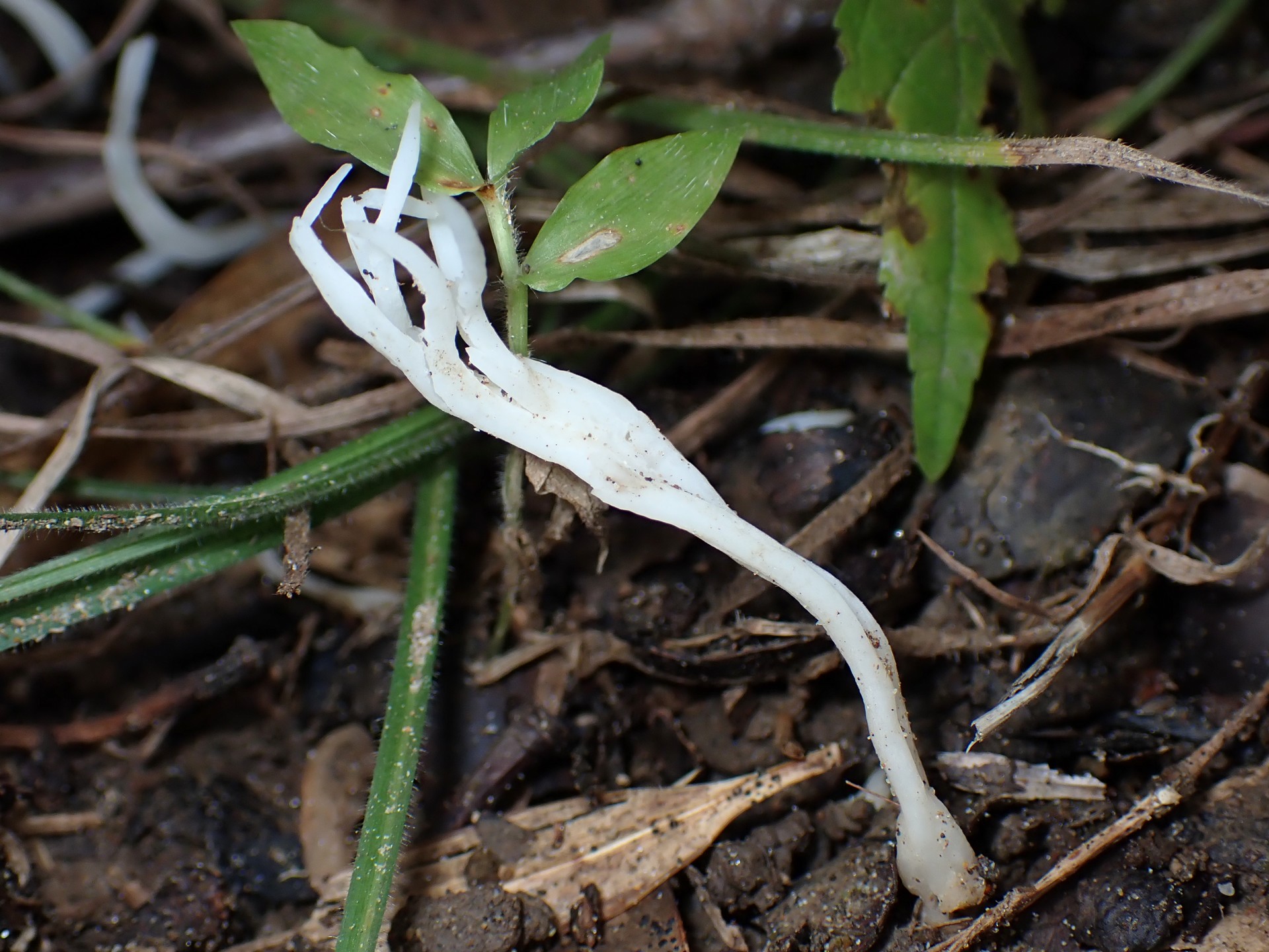 ホウキタケの仲間 の高画質写真です。横浜市で、2025年9月20日に撮影したものです。