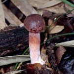 赤い柄のイグチ の高画質写真です。横浜市で、2025年9月20日に撮影したものです。