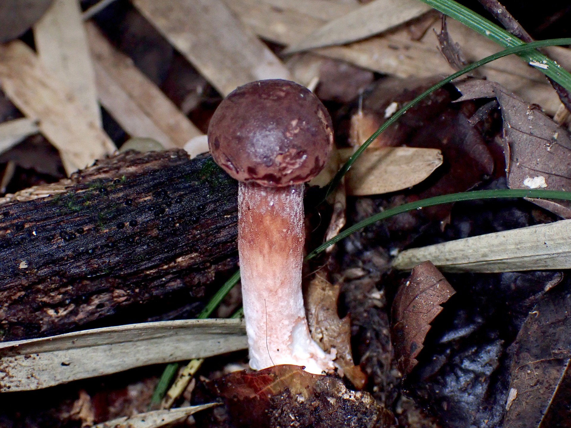 赤い柄のイグチ の高画質写真です。横浜市で、2025年9月20日に撮影したものです。