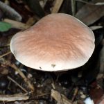 白い管孔のイグチ の高画質写真です。横浜市で、2025年9月20日に撮影したものです。