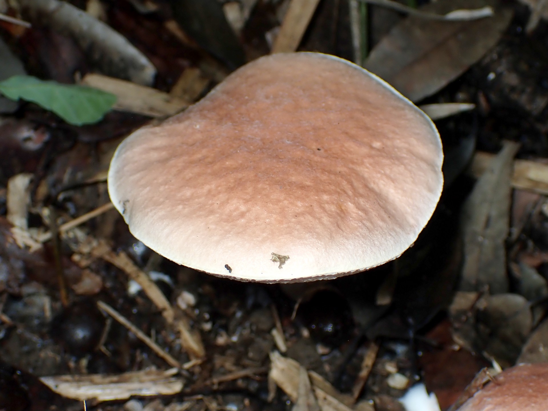 白い管孔のイグチ の高画質写真です。横浜市で、2025年9月20日に撮影したものです。