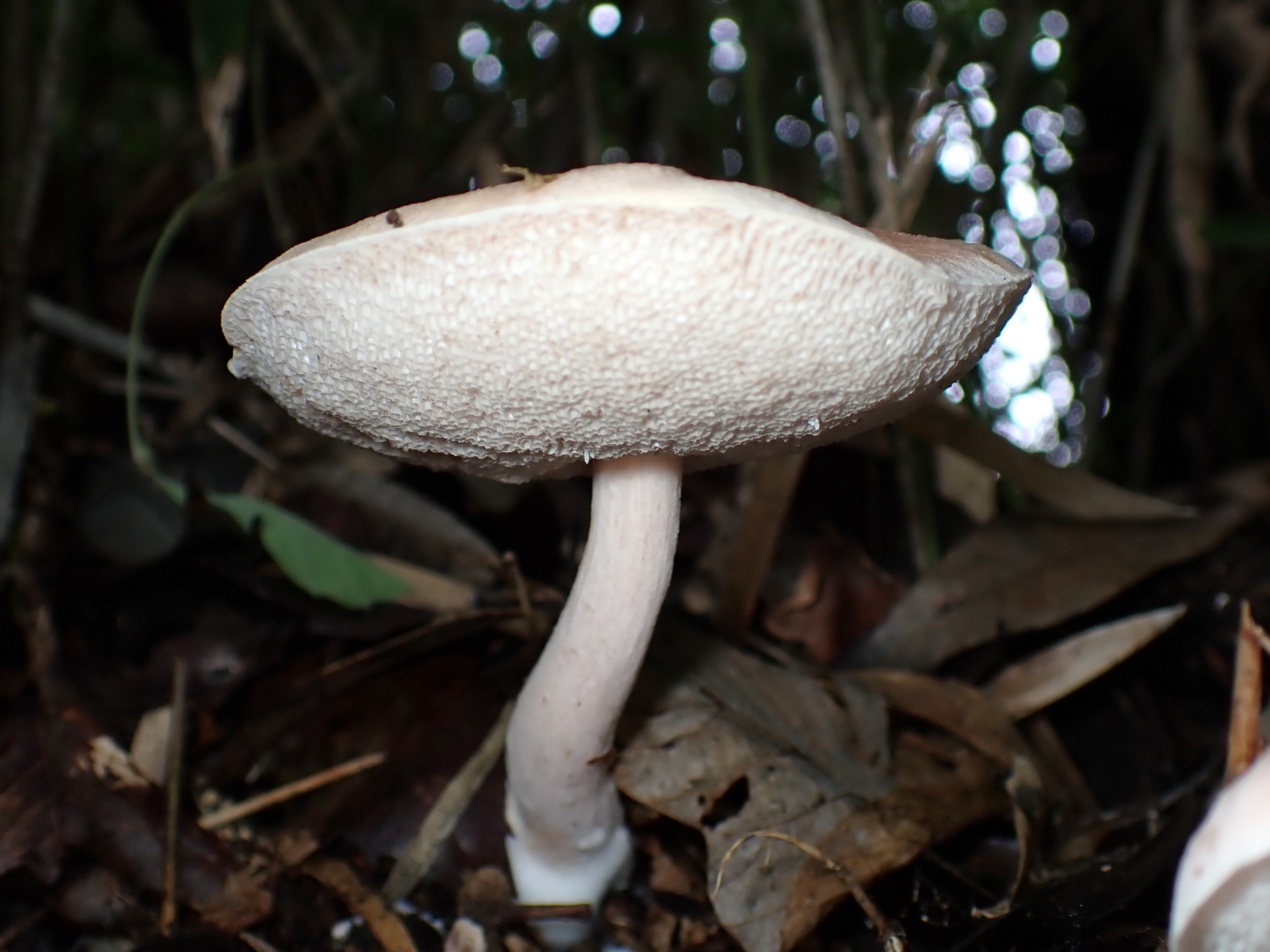 白い管孔のイグチ の高画質写真です。横浜市で、2025年9月20日に撮影したものです。