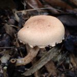 イグチの仲間 の高画質写真です。横浜市で、2025年9月20日に撮影したものです。