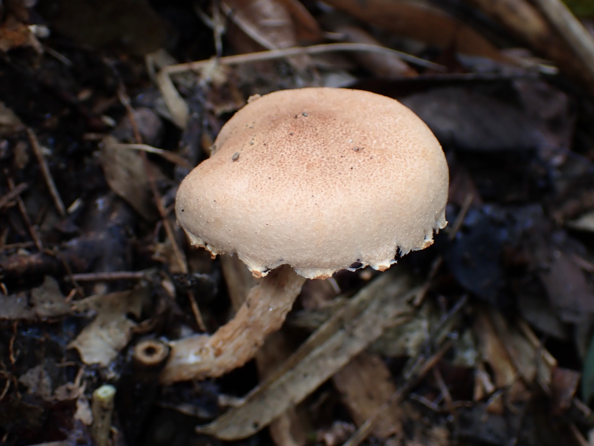 イグチの仲間 の高画質写真です。横浜市で、2025年9月20日に撮影したものです。