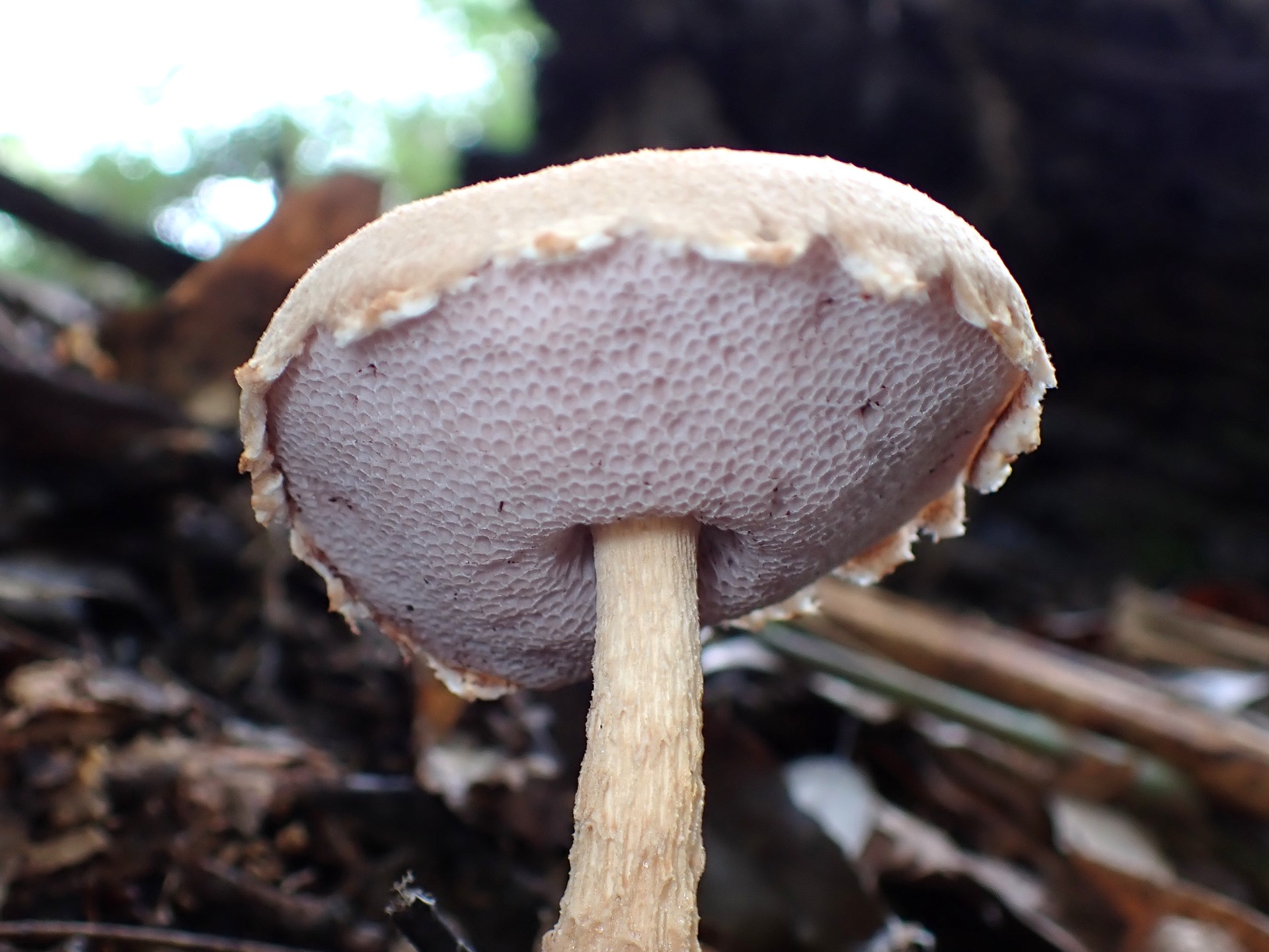 イグチの仲間 の高画質写真です。横浜市で、2025年9月20日に撮影したものです。