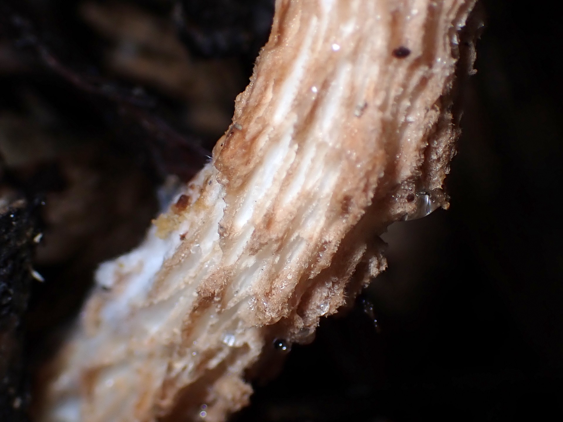 イグチの仲間 の高画質写真です。横浜市で、2025年9月20日に撮影したものです。