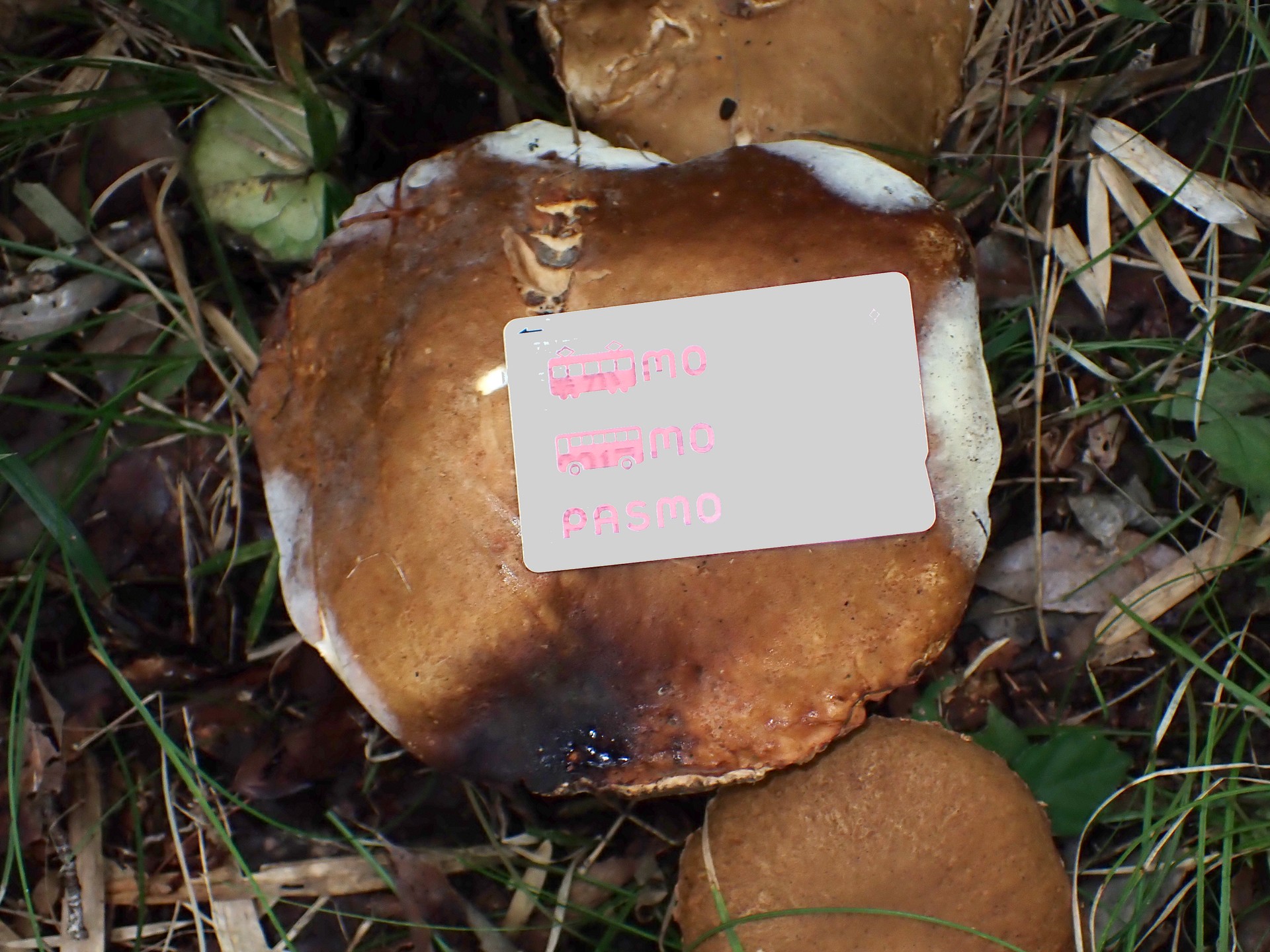 薄茶色のイグチ の高画質写真です。横浜市で、2025年9月20日に撮影したものです。