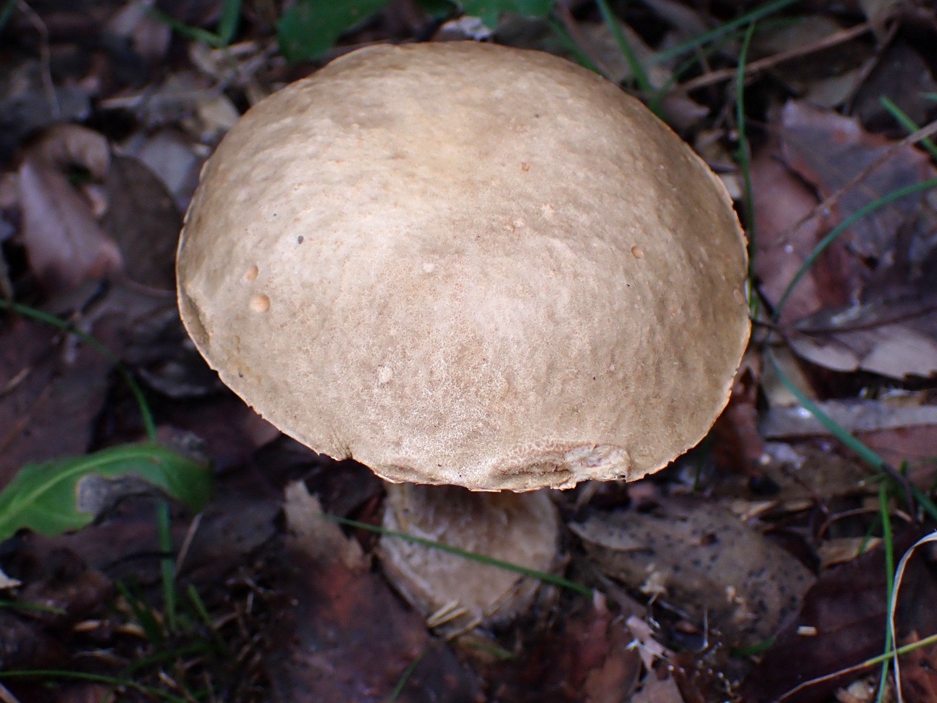 薄茶色のイグチ の高画質写真です。横浜市で、2025年9月20日に撮影したものです。