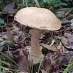 薄茶色のイグチ の高画質写真です。横浜市で、2025年9月20日に撮影したものです。