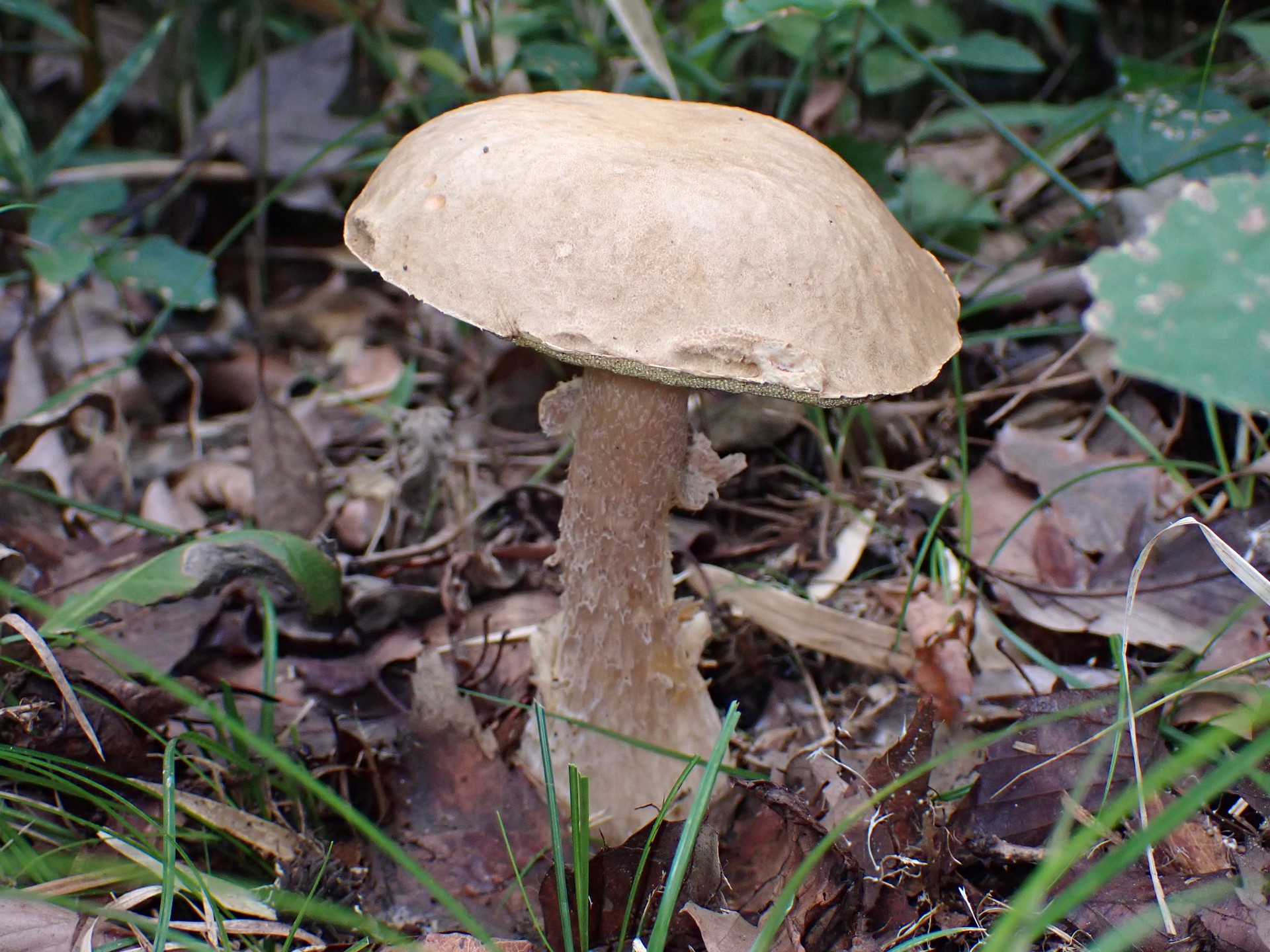 薄茶色のイグチ の高画質写真です。横浜市で、2025年9月20日に撮影したものです。