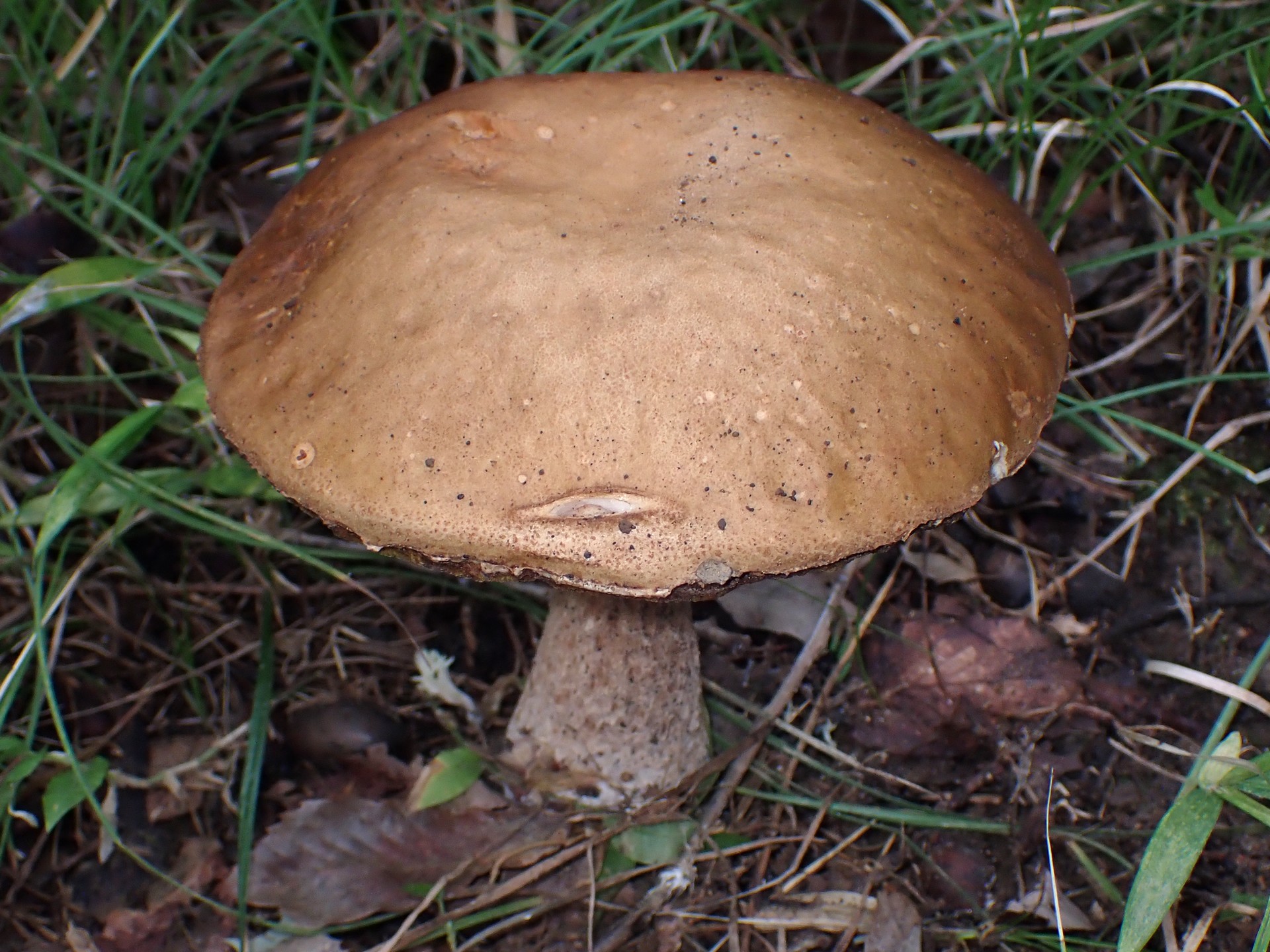 薄茶色のイグチ の高画質写真です。横浜市で、2025年9月20日に撮影したものです。