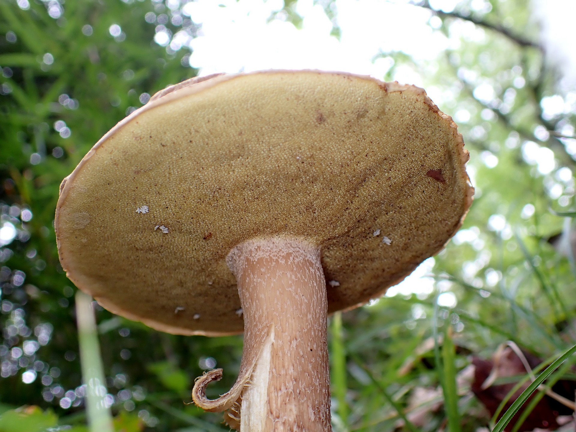 薄茶色のイグチ の高画質写真です。横浜市で、2025年9月20日に撮影したものです。