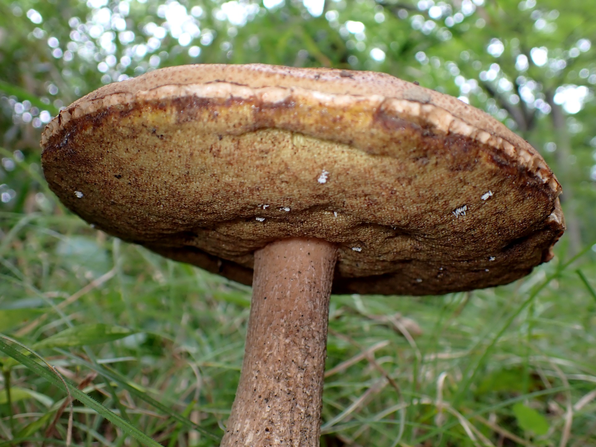 薄茶色のイグチ の高画質写真です。横浜市で、2025年9月20日に撮影したものです。