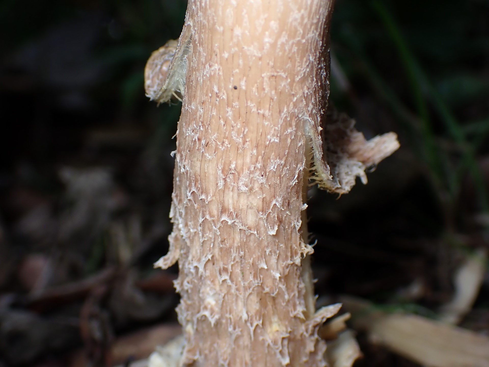 薄茶色のイグチ の高画質写真です。横浜市で、2025年9月20日に撮影したものです。