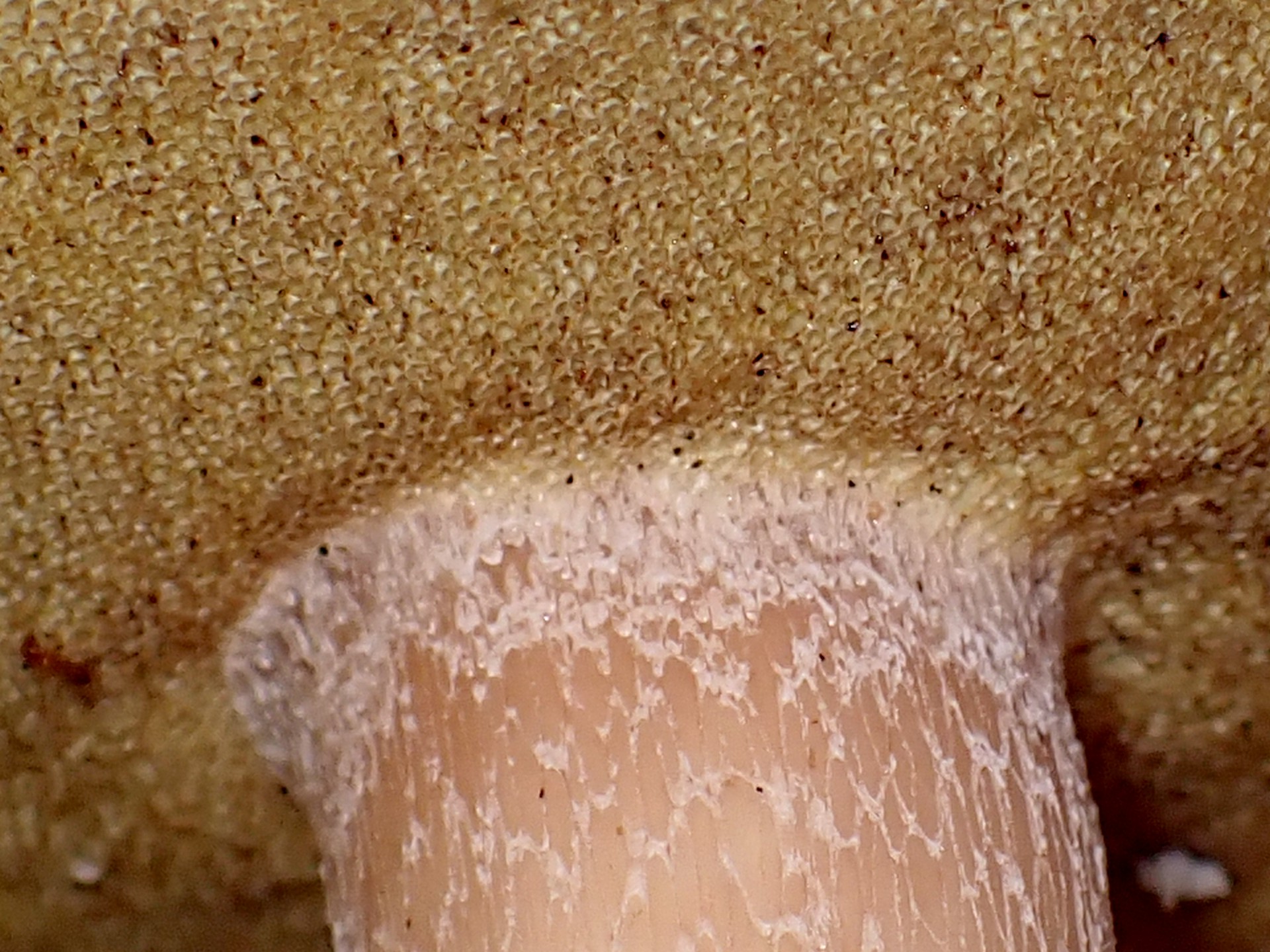 薄茶色のイグチ の高画質写真です。横浜市で、2025年9月20日に撮影したものです。