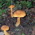 イグチの仲間 の高画質写真です。横浜市で、2025年9月18日に撮影したものです。