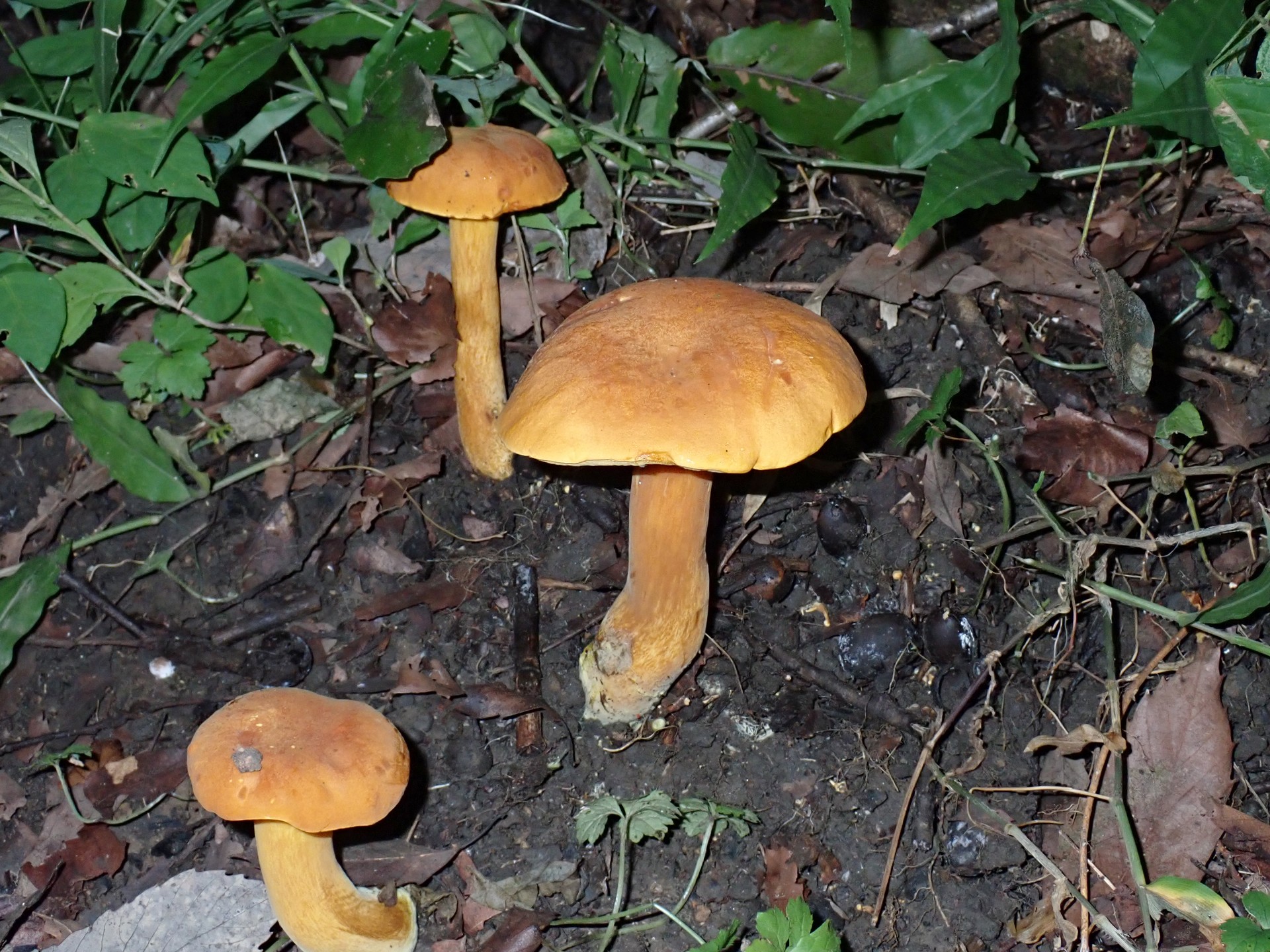 イグチの仲間 の高画質写真です。横浜市で、2025年9月18日に撮影したものです。