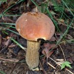 イグチの仲間 の高画質写真です。横浜市で、2025年9月19日に撮影したものです。