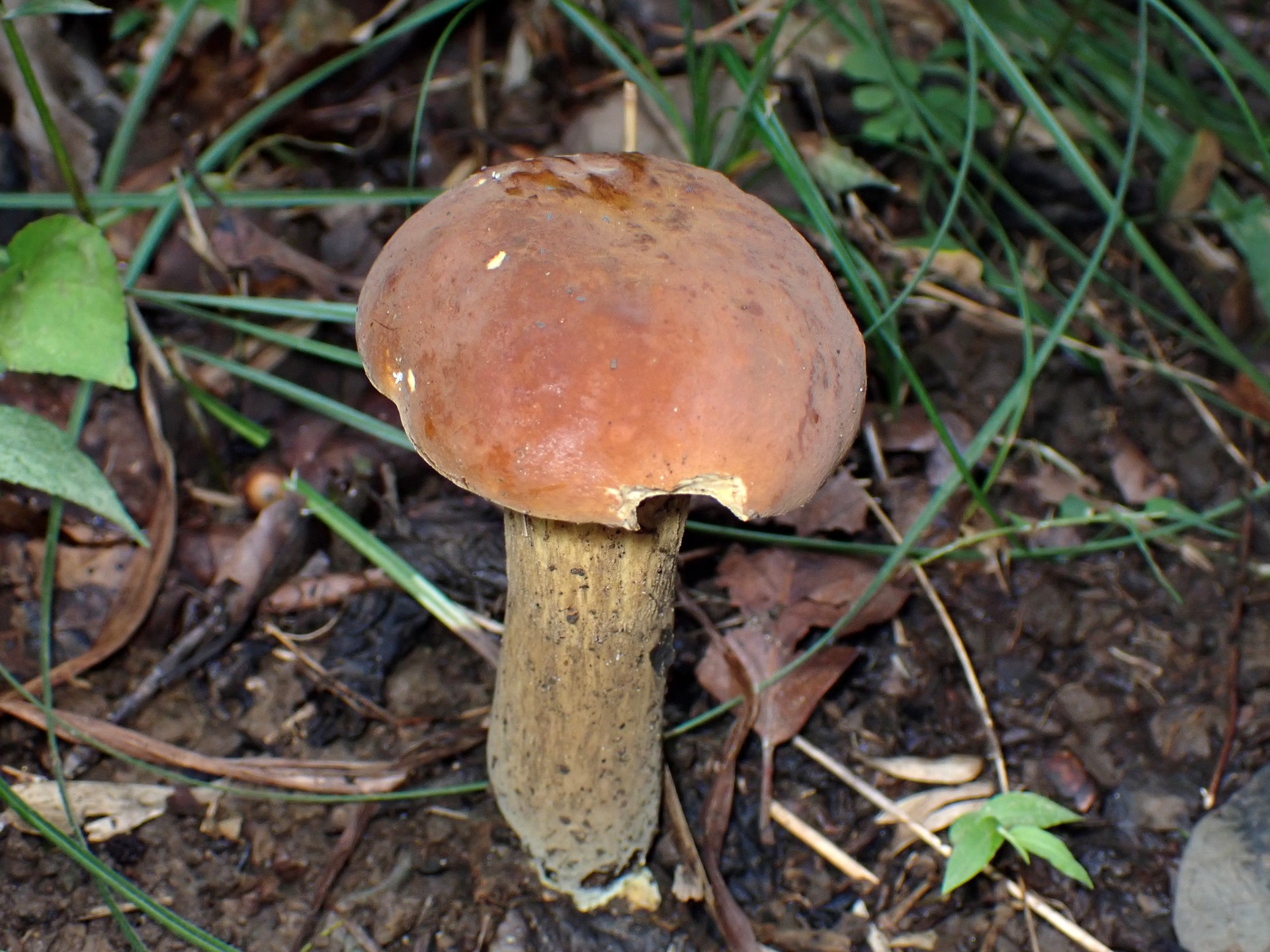 イグチの仲間 の高画質写真です。横浜市で、2025年9月19日に撮影したものです。