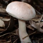 イグチの仲間 の高画質写真です。横浜市で、2025年9月23日に撮影したものです。