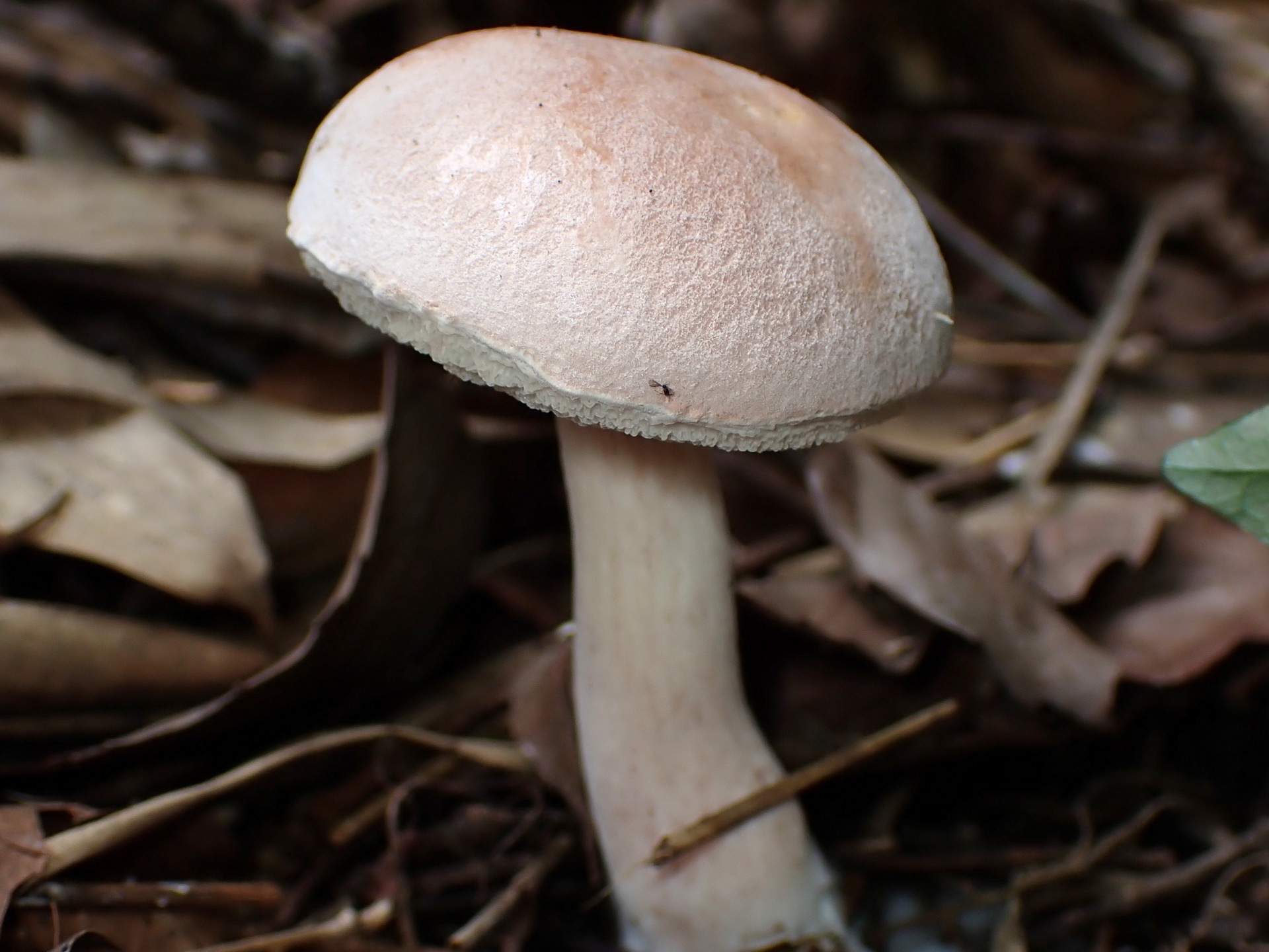 イグチの仲間 の高画質写真です。横浜市で、2025年9月23日に撮影したものです。