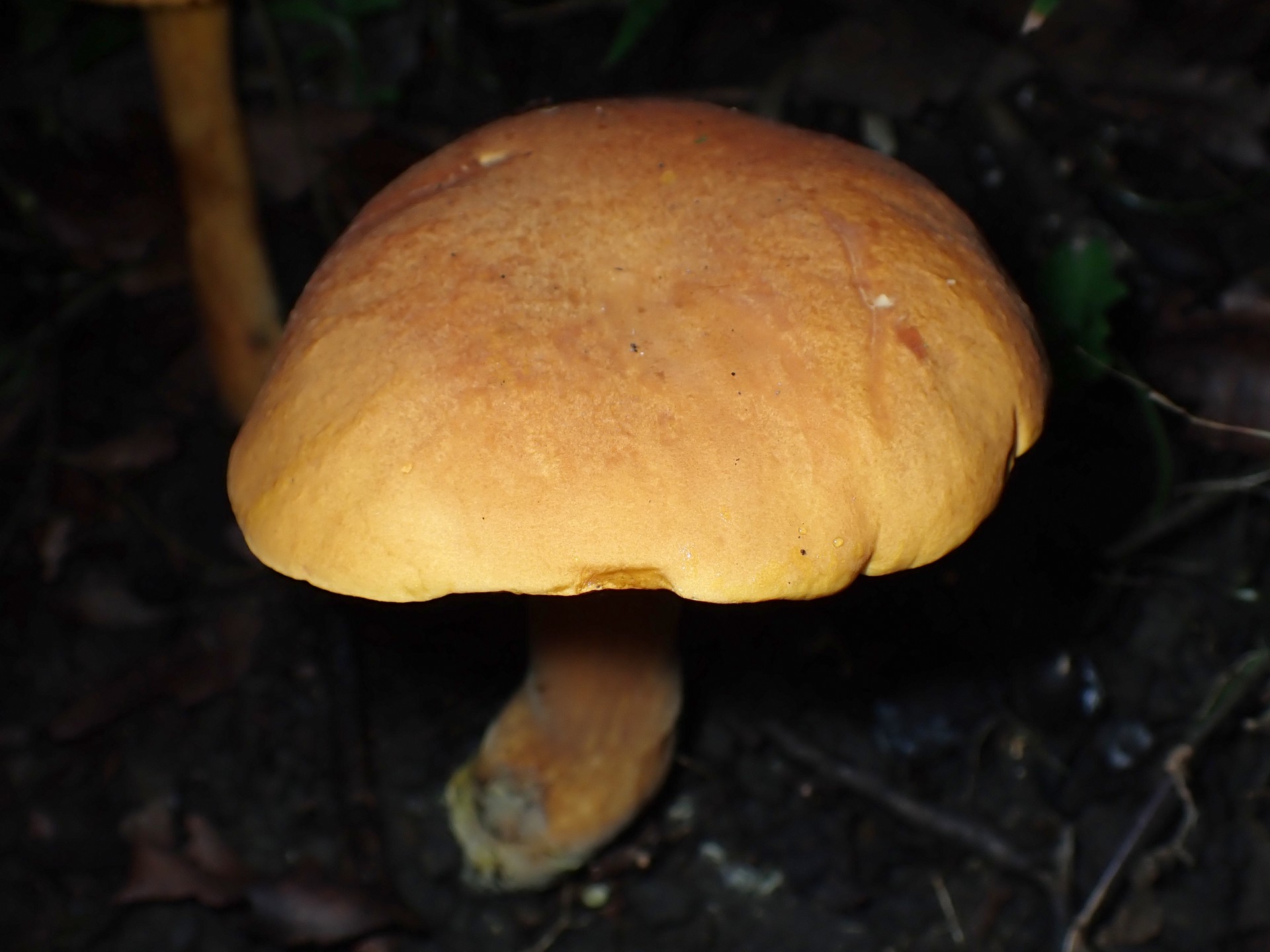 イグチの仲間 の高画質写真です。横浜市で、2025年9月18日に撮影したものです。