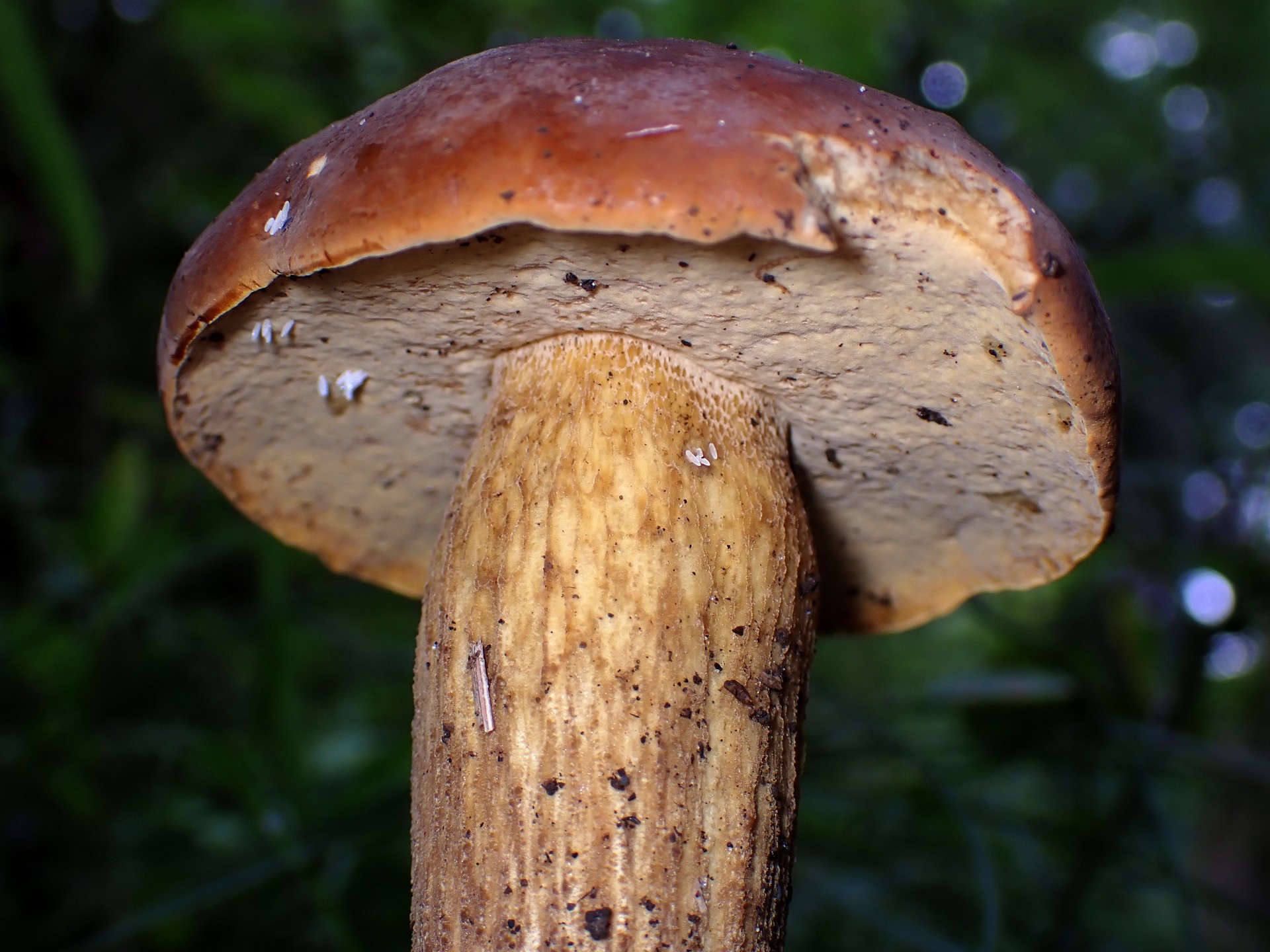 イグチの仲間 の高画質写真です。横浜市で、2025年9月19日に撮影したものです。