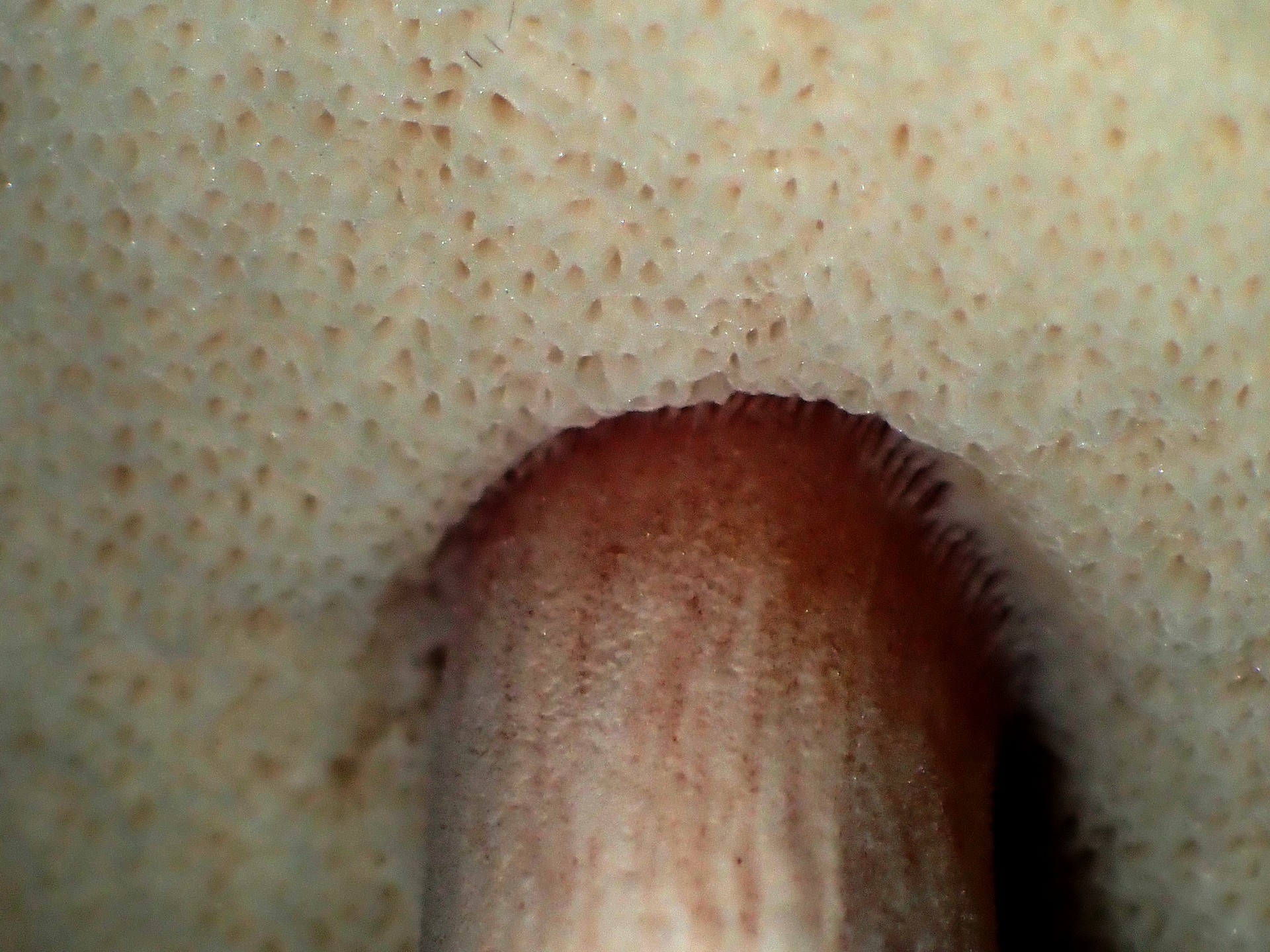 イグチの仲間 の高画質写真です。横浜市で、2025年9月23日に撮影したものです。