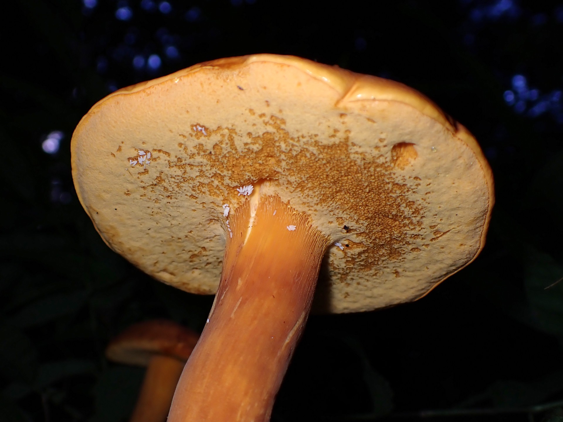 イグチの仲間 の高画質写真です。横浜市で、2025年9月18日に撮影したものです。