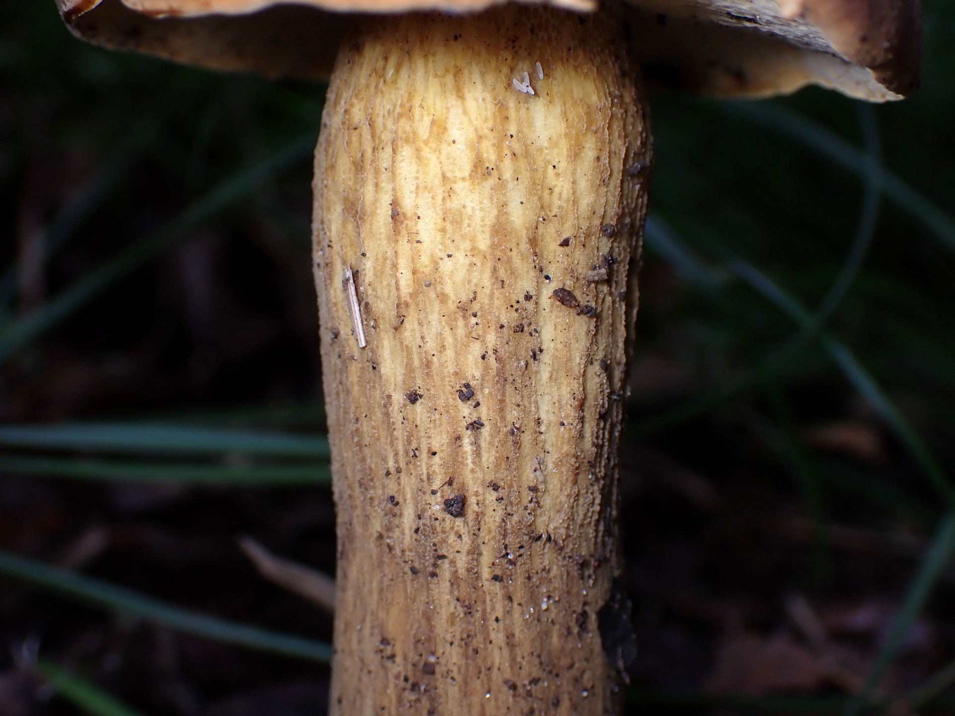 イグチの仲間 の高画質写真です。横浜市で、2025年9月19日に撮影したものです。