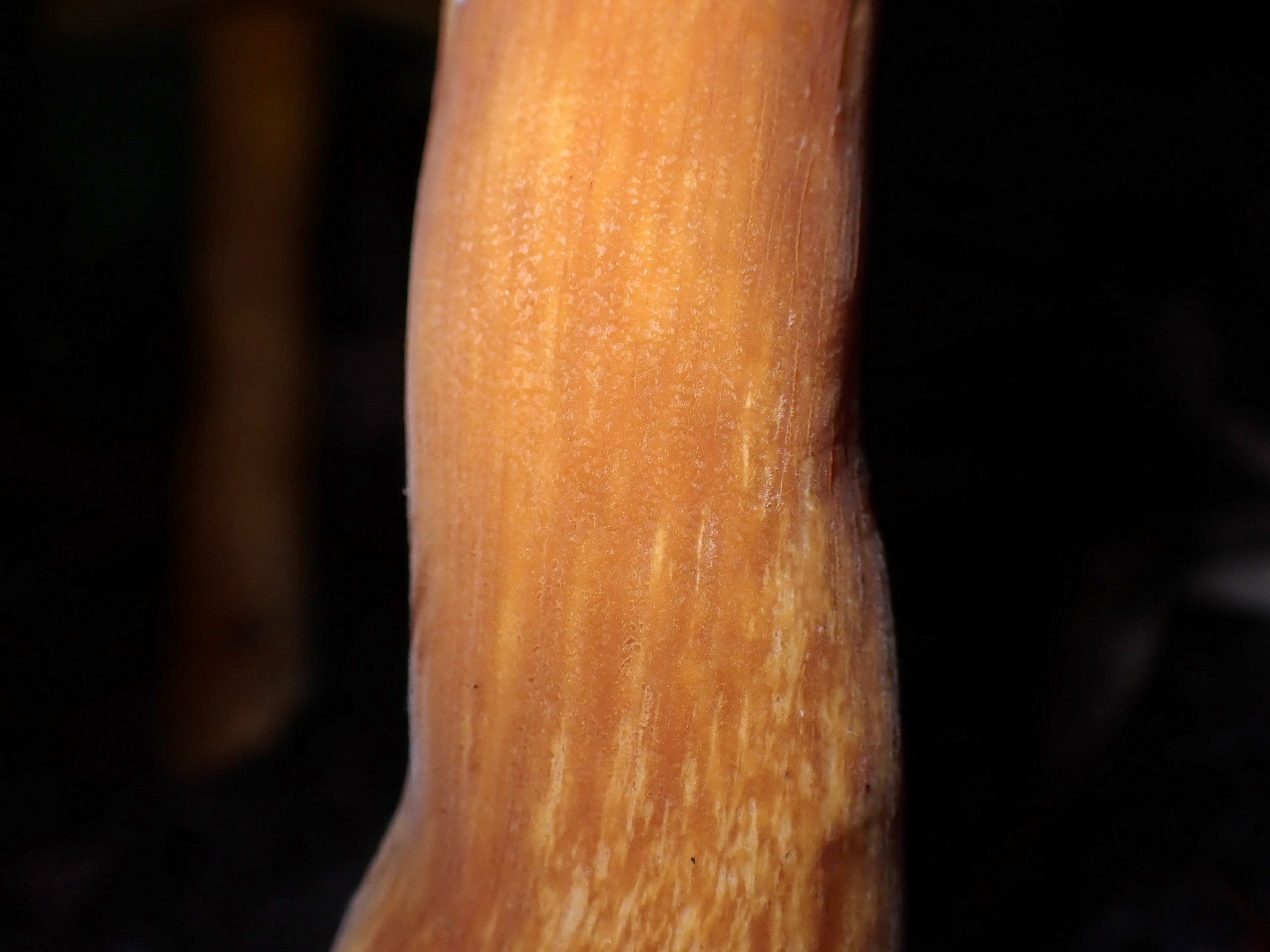 イグチの仲間 の高画質写真です。横浜市で、2025年9月18日に撮影したものです。