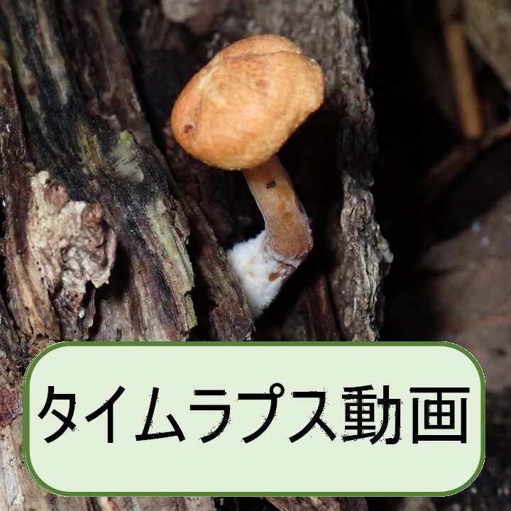カバ色の小きのこ